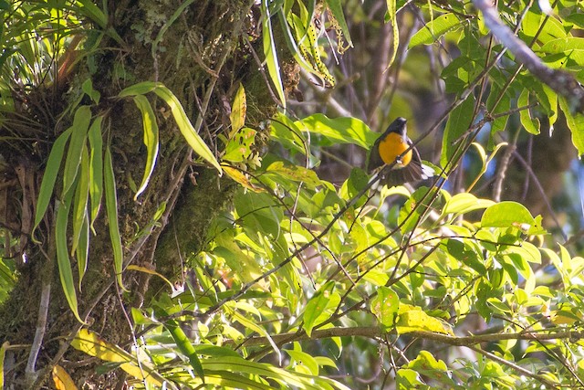 Bird in its habitat; Puntarenas, Costa Rica. - Slate-throated Redstart - 