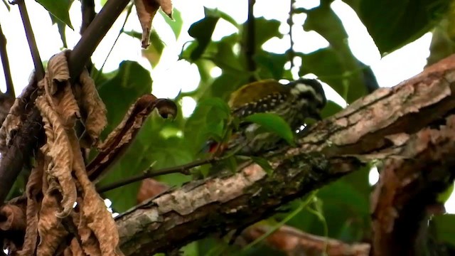 Abyssinian Woodpecker - ML404987611