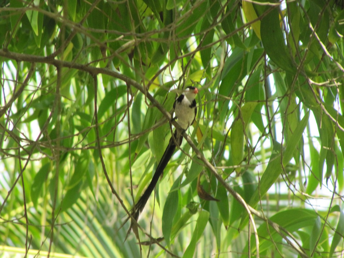Pin-tailed Whydah - ML404987641
