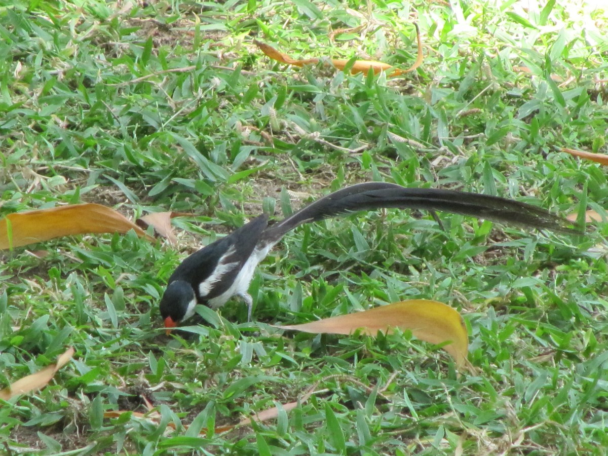 Pin-tailed Whydah - ML404987651