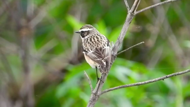 Whinchat - ML404987891