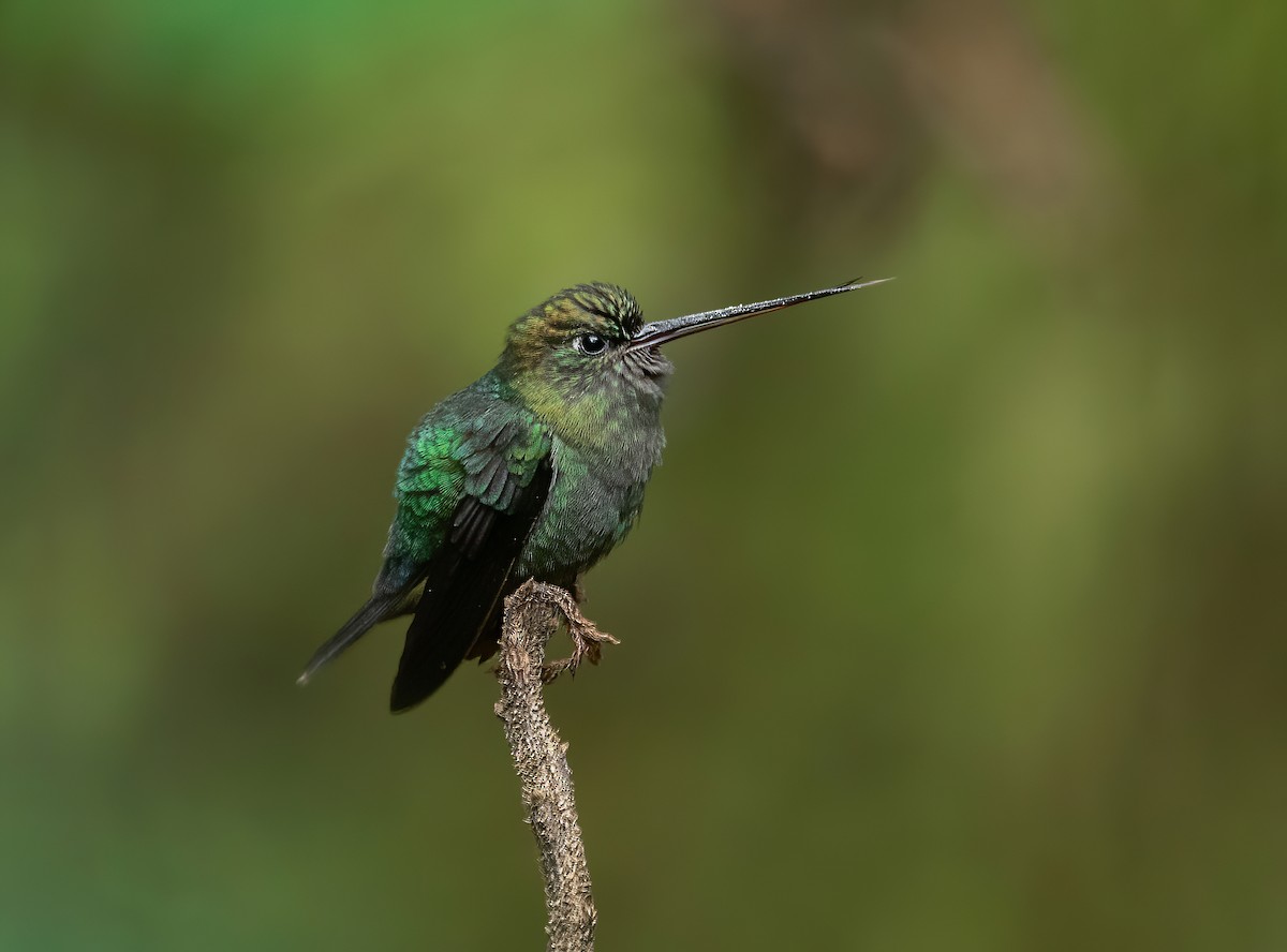 kolibřík zelenočelý - ML404988161