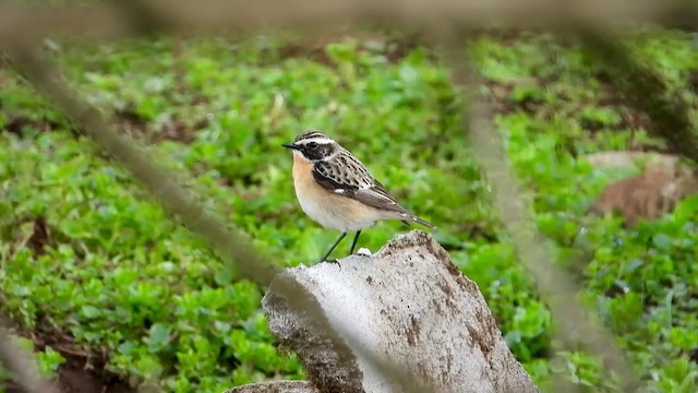Whinchat - ML404988341