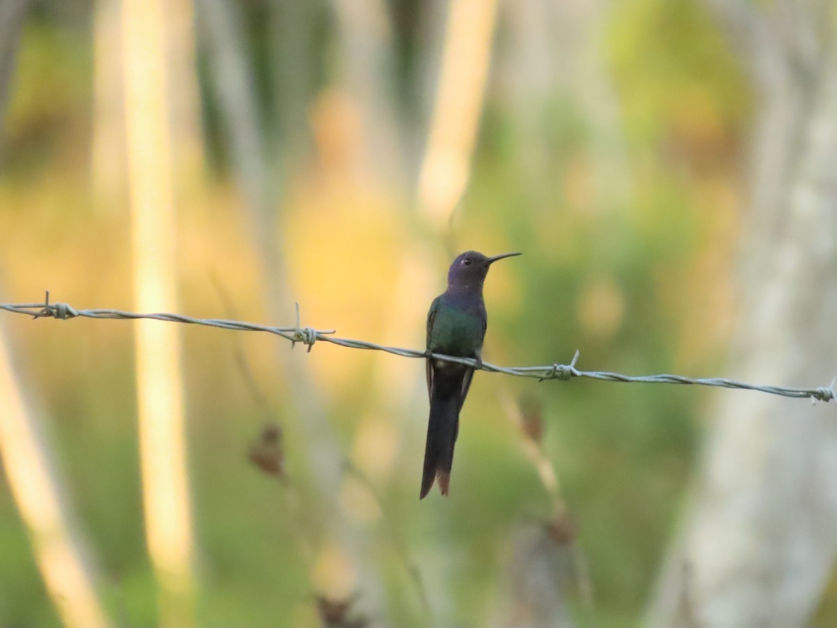 Swallow-tailed Hummingbird - ML404991921