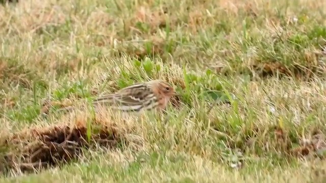 Red-throated Pipit - ML405001921