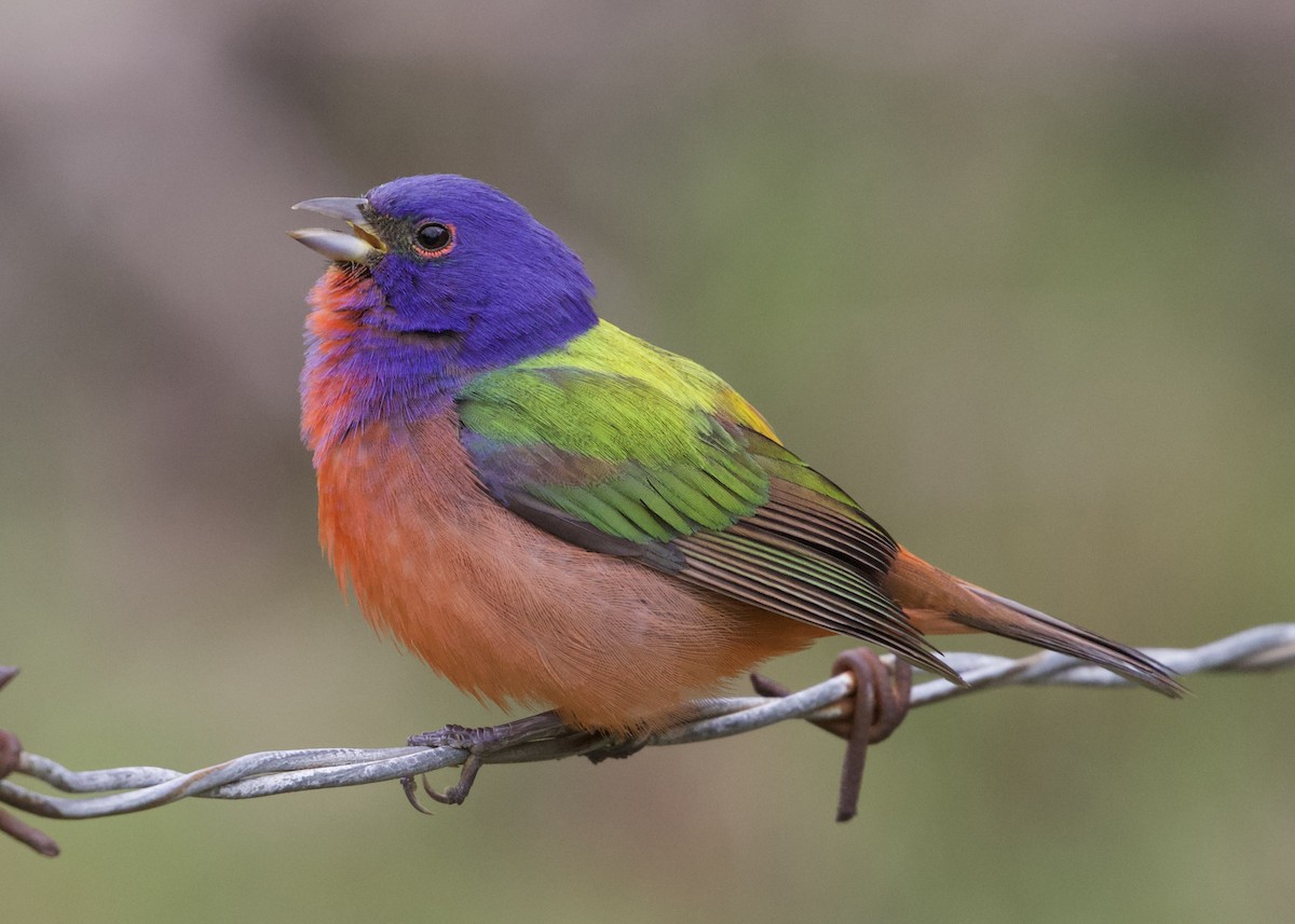 Painted Bunting - ML405008581
