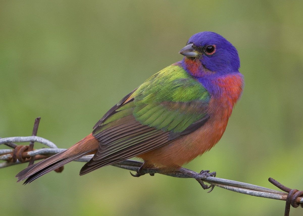 Painted Bunting - ML405008591