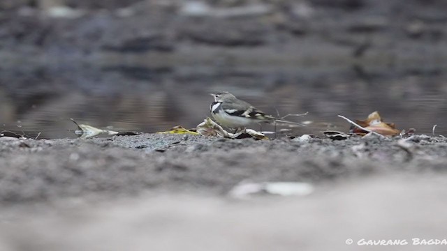 Forest Wagtail - ML405013931