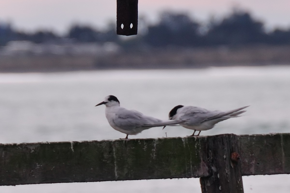 White-fronted Tern - ML405015731