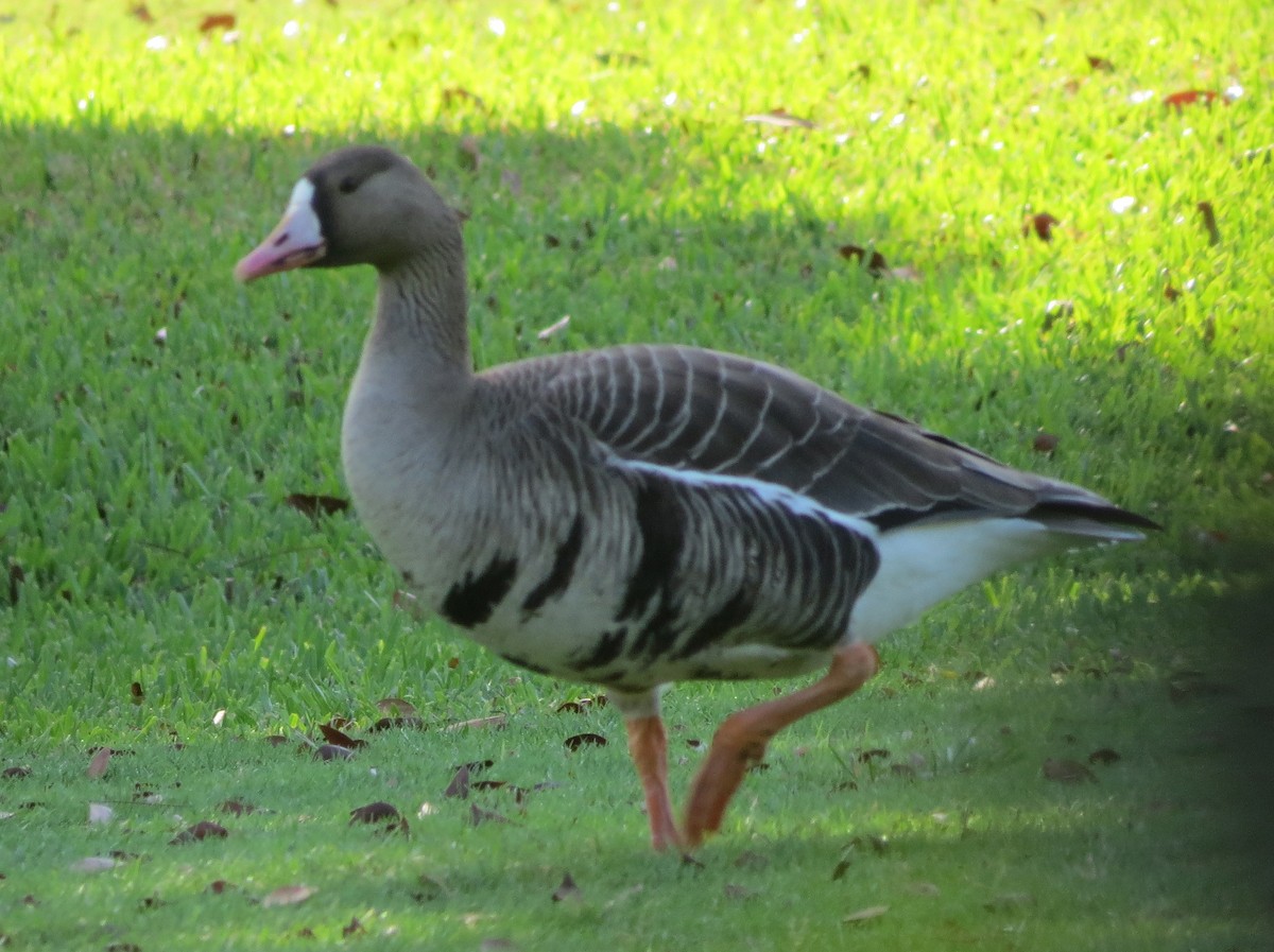 Greater White-fronted Goose - ML40502261