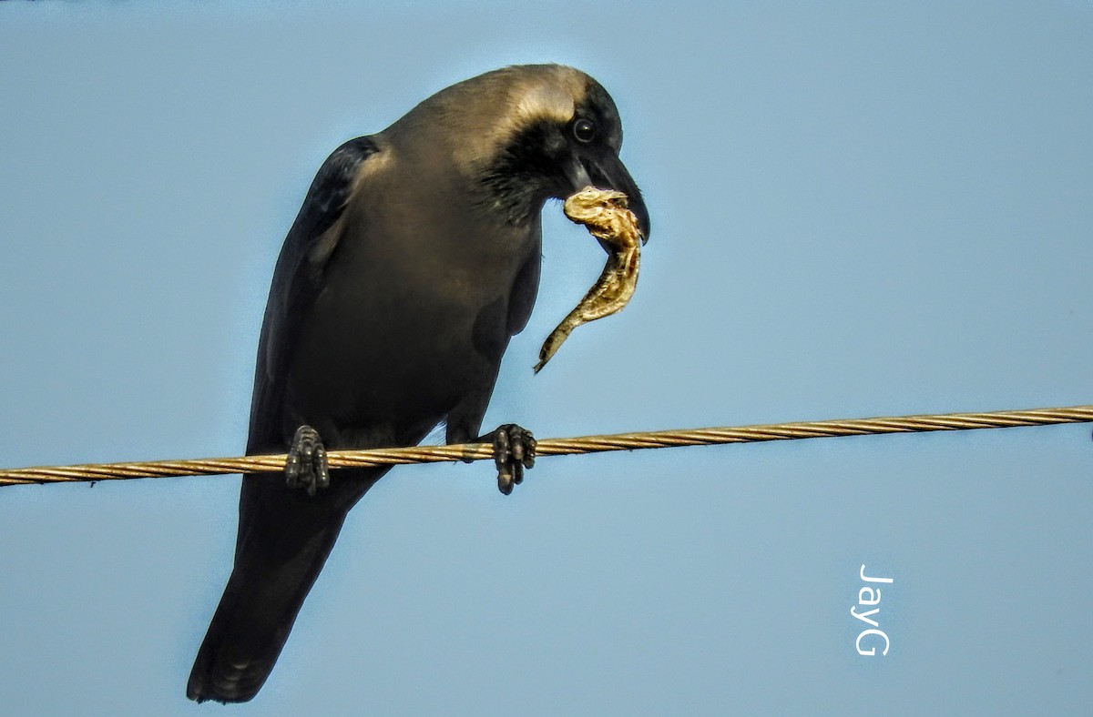 House Crow - Jay Govind