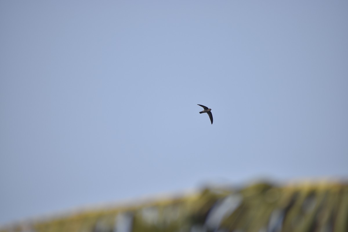 Indian Swiftlet - ML405032511