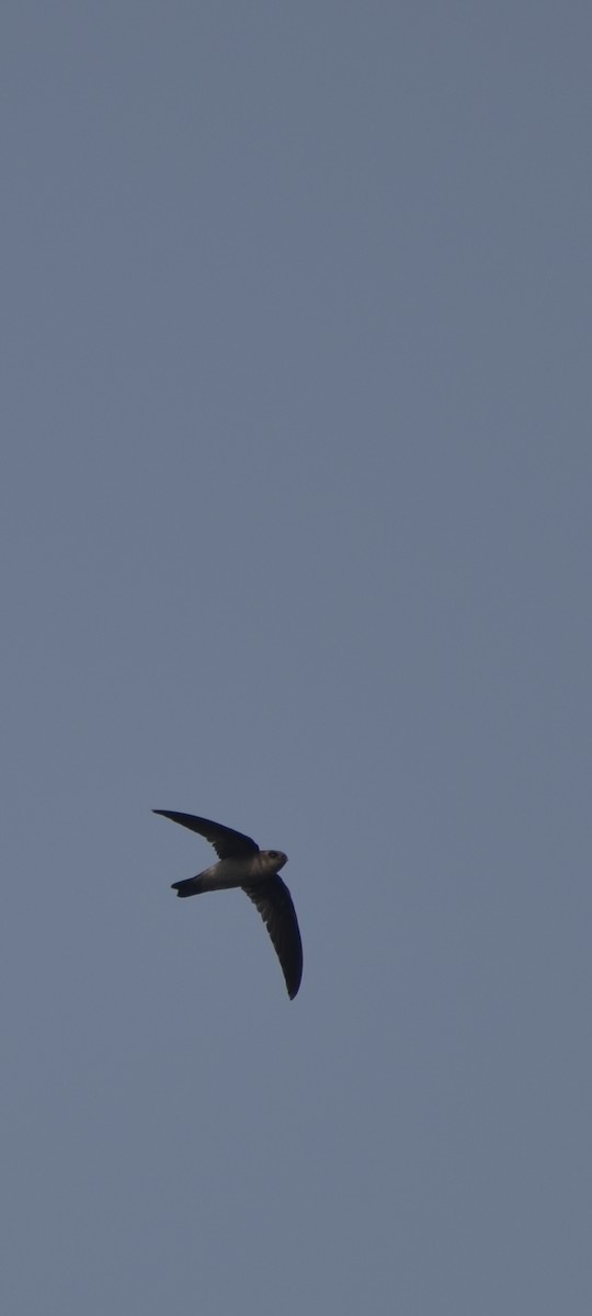 Indian Swiftlet - ML405032941
