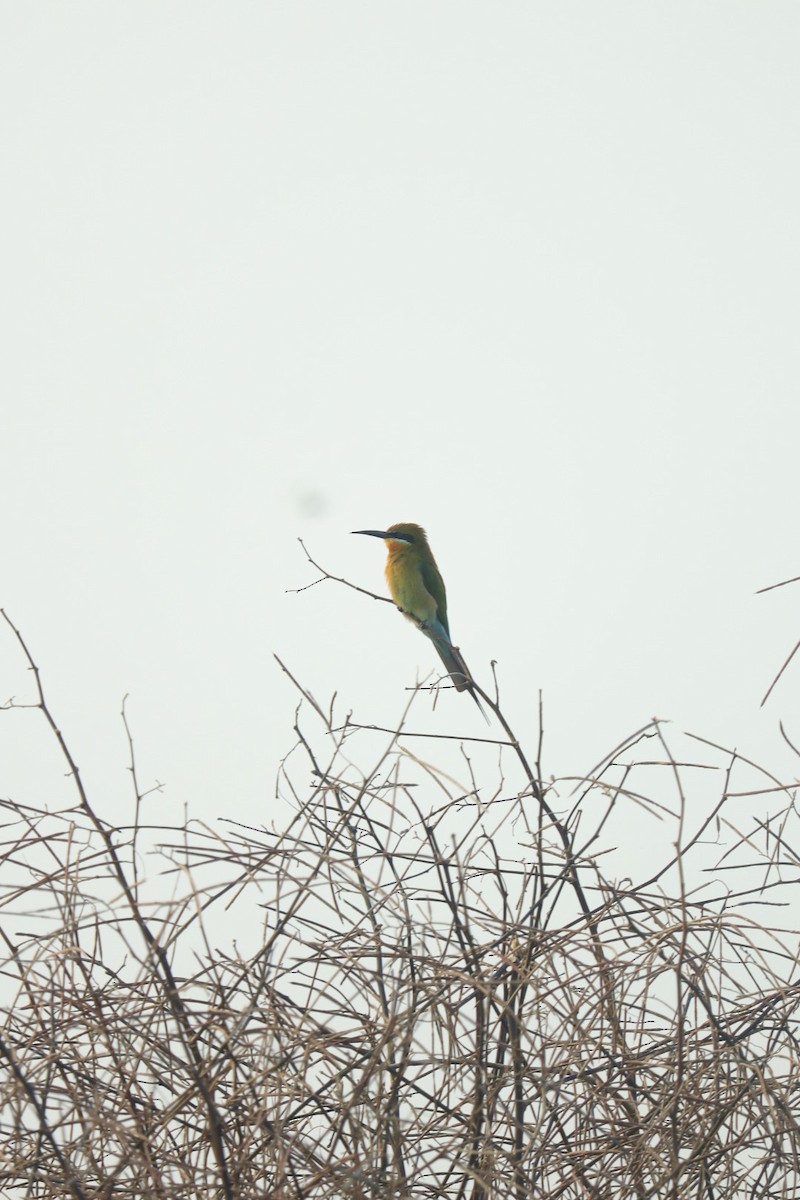 Blue-tailed Bee-eater - ML405040681
