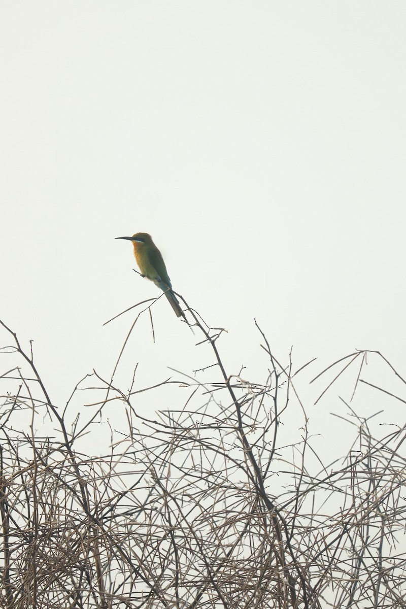 Blue-tailed Bee-eater - ML405040691