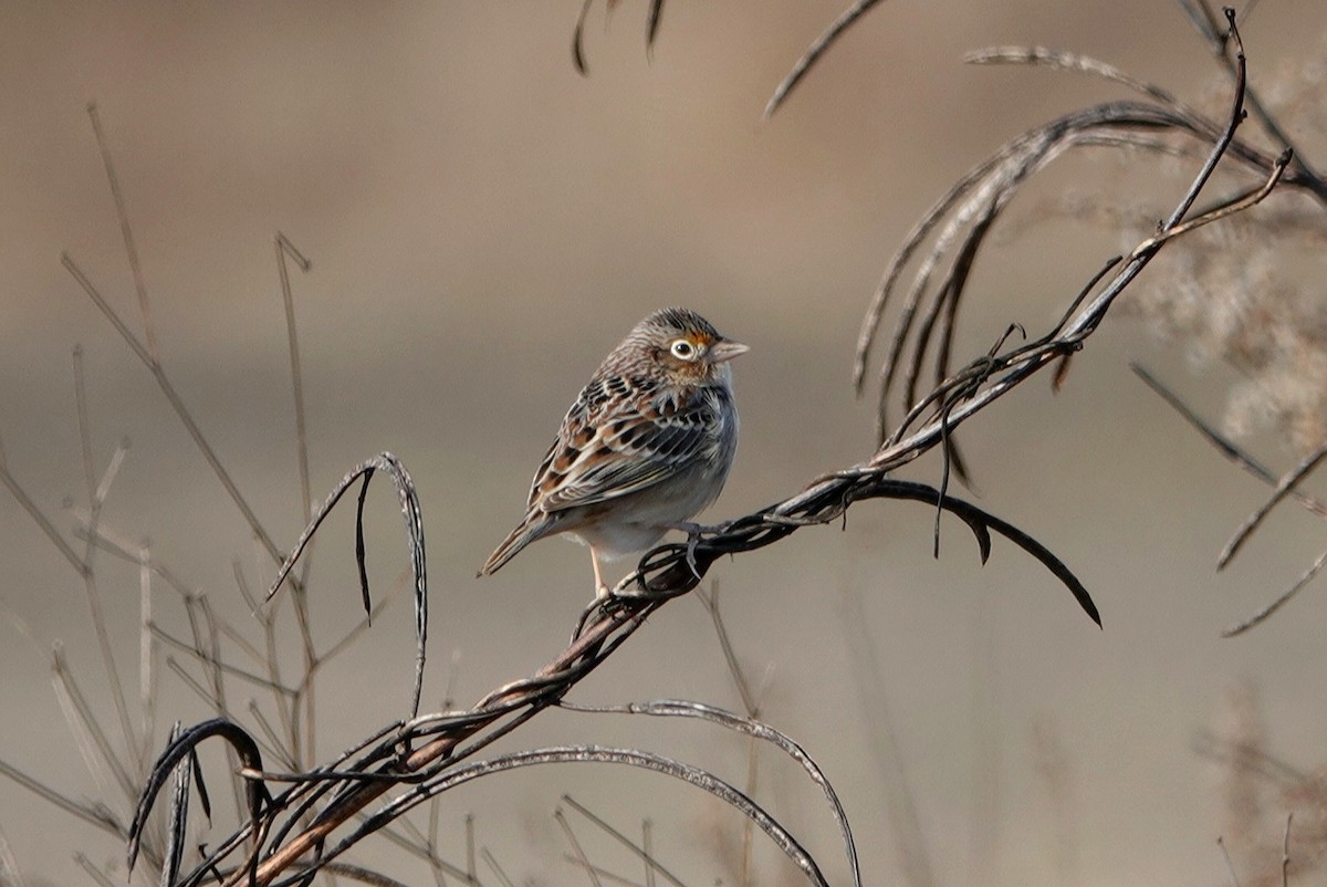 Grasshopper Sparrow - deborah grimes