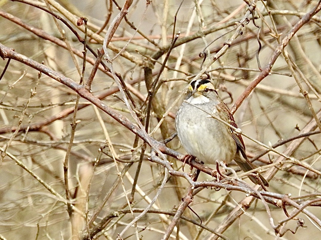 White-throated Sparrow - Jackie Delk