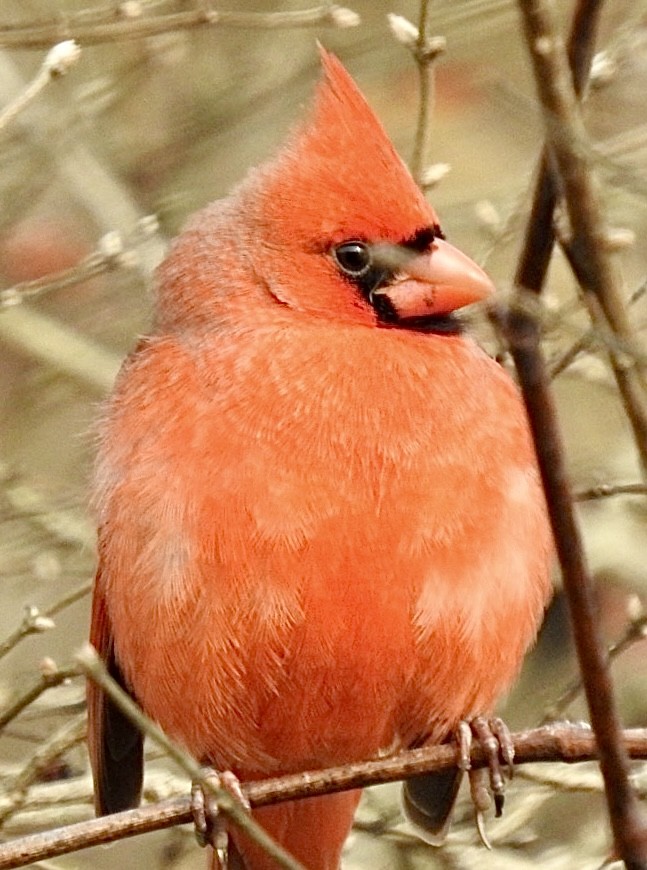 Cardinal rouge - ML405052291