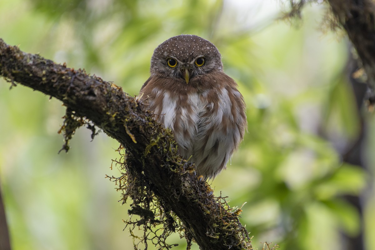 Least Pygmy-Owl - ML405053581