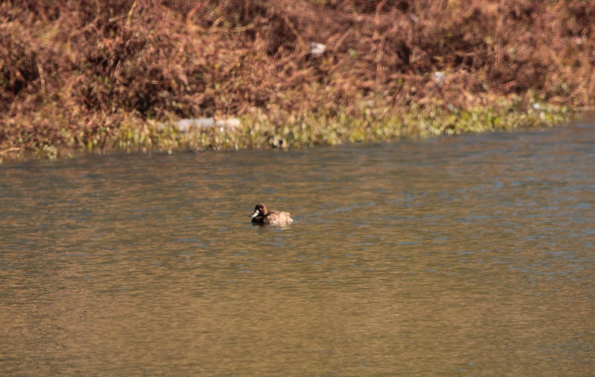 Greater Scaup - ML405056131