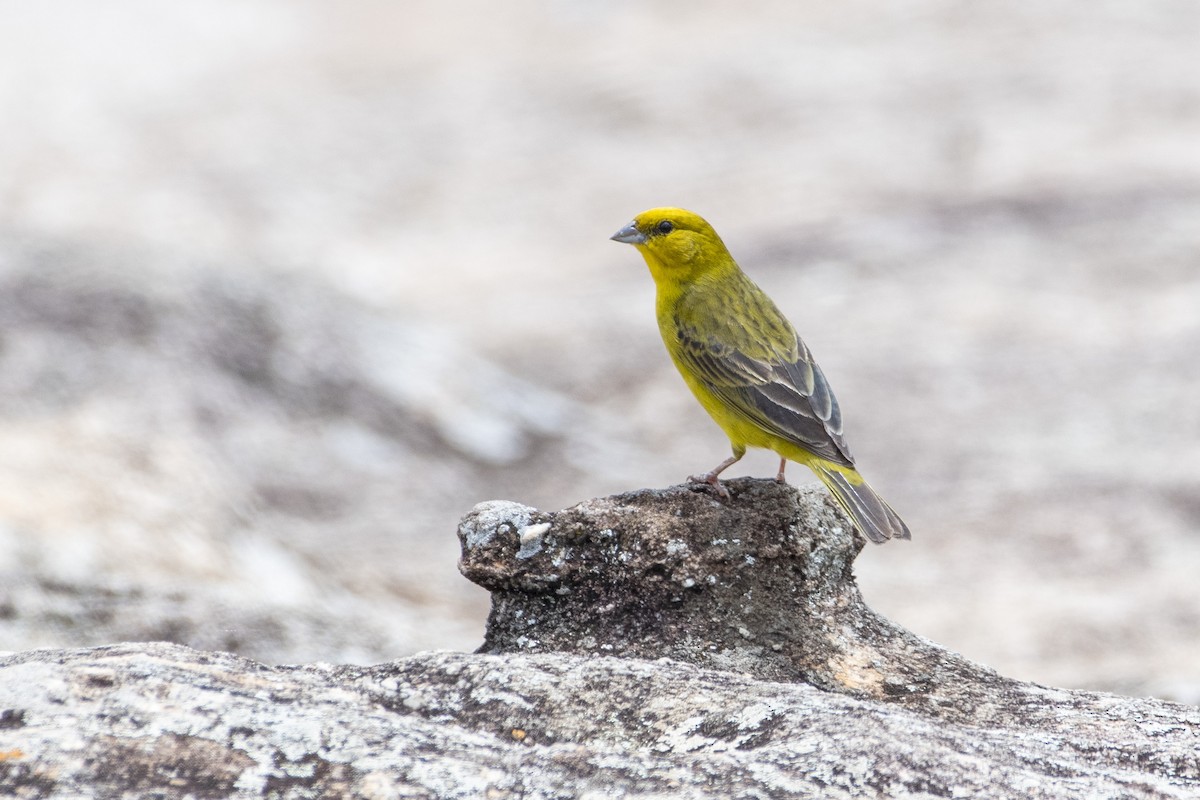 Stripe-tailed Yellow-Finch - ML405057701