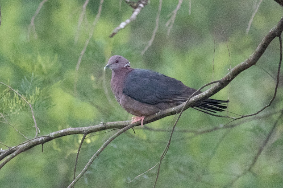 Sri Lanka Wood-Pigeon - ML405058641