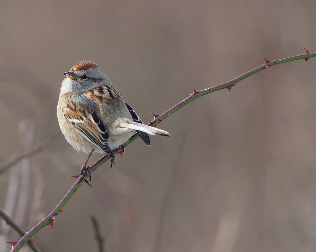 American Tree Sparrow - ML405064411