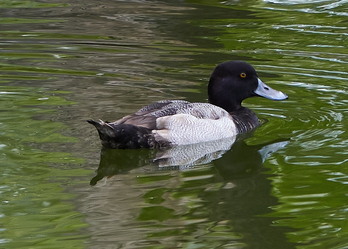 Greater Scaup - ML405071981