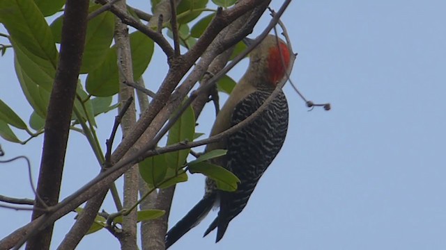 Yucatan Woodpecker - ML405072561