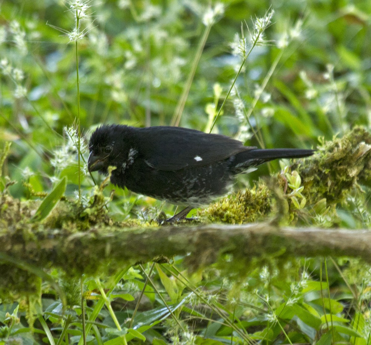 Variable Seedeater - ML40507271