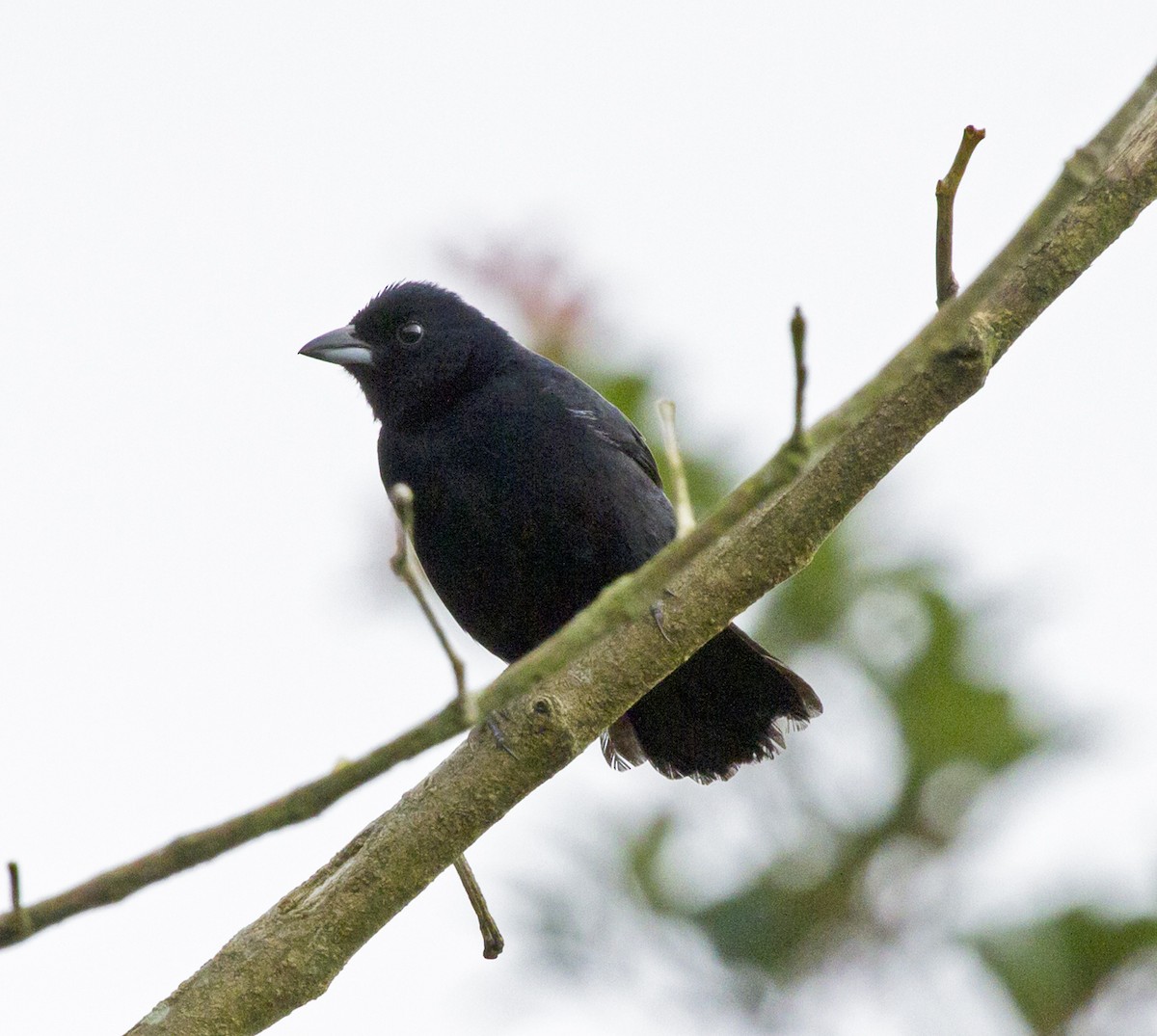 White-lined Tanager - ML40507451