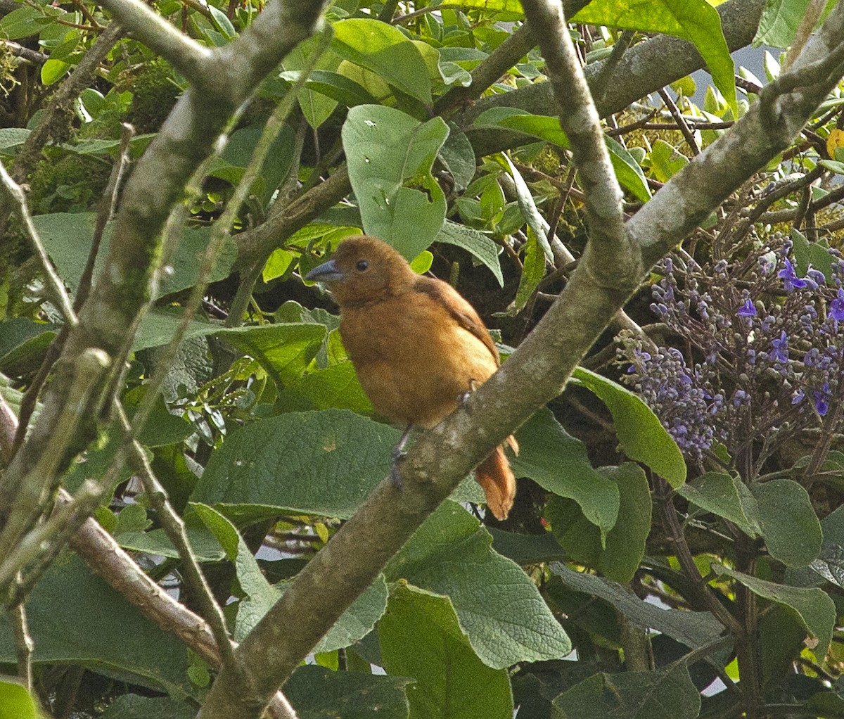 White-lined Tanager - ML40507711