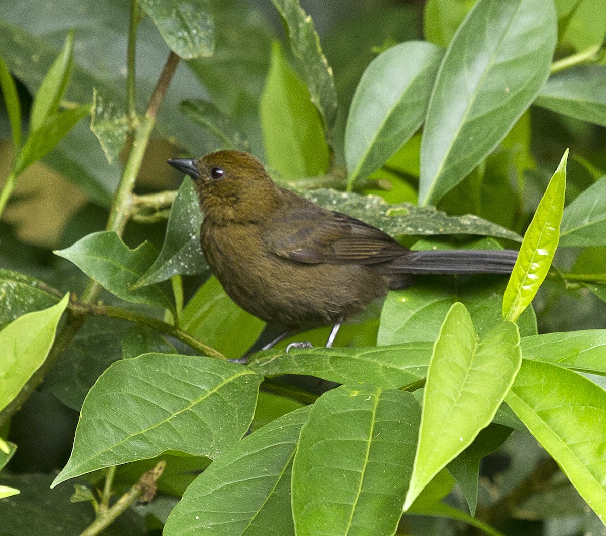 Tawny-crested Tanager - ML40507791