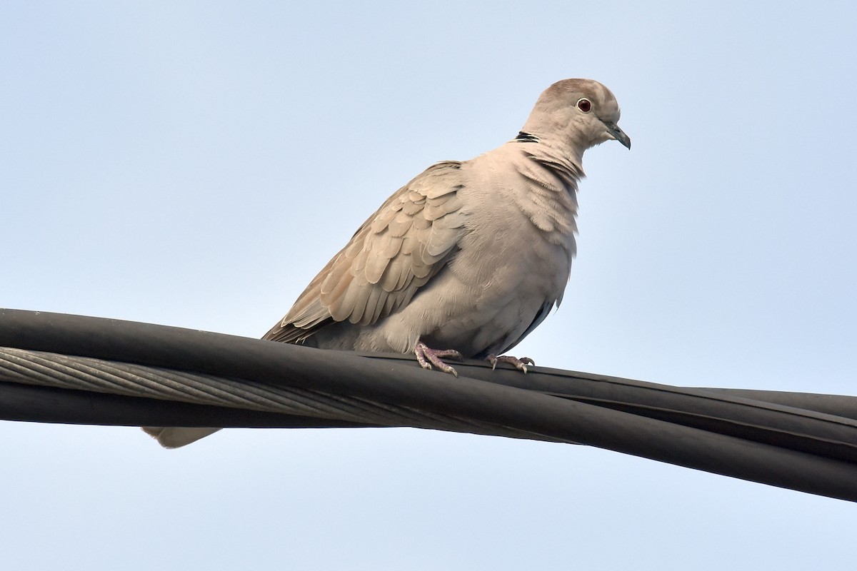 Eurasian Collared-Dove - ML405079331