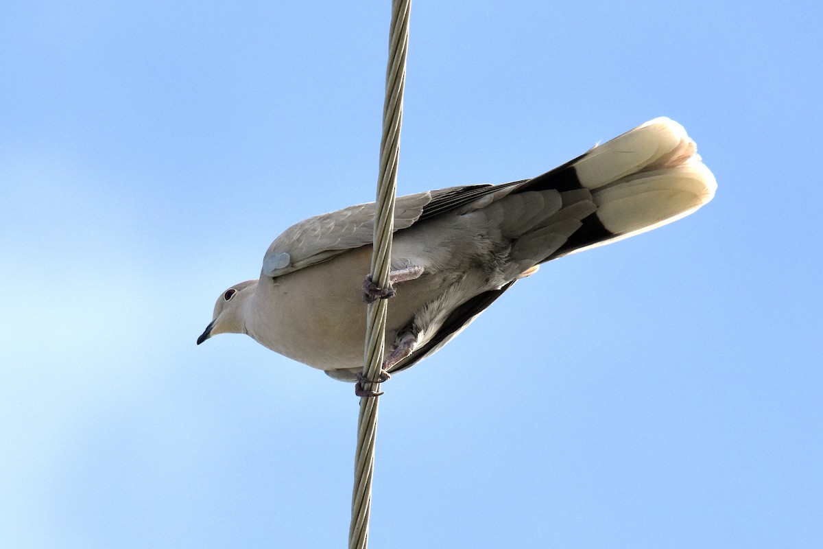 Eurasian Collared-Dove - ML405079341