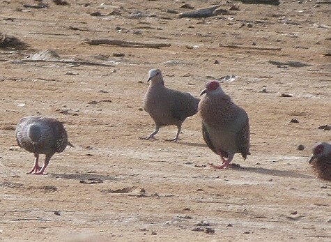 Speckled Pigeon - ML40508641
