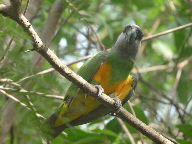 Senegal Parrot - Doug Kibbe