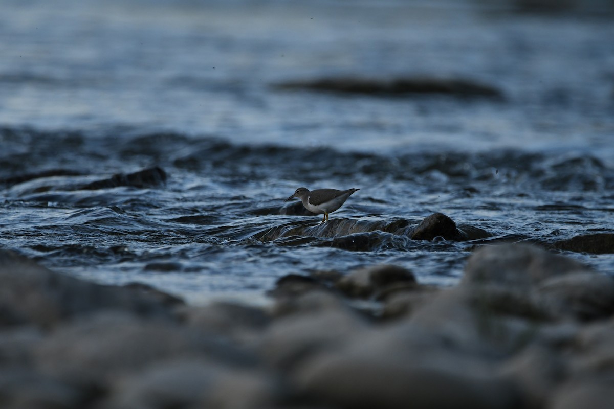 Spotted Sandpiper - Athena Gubbe