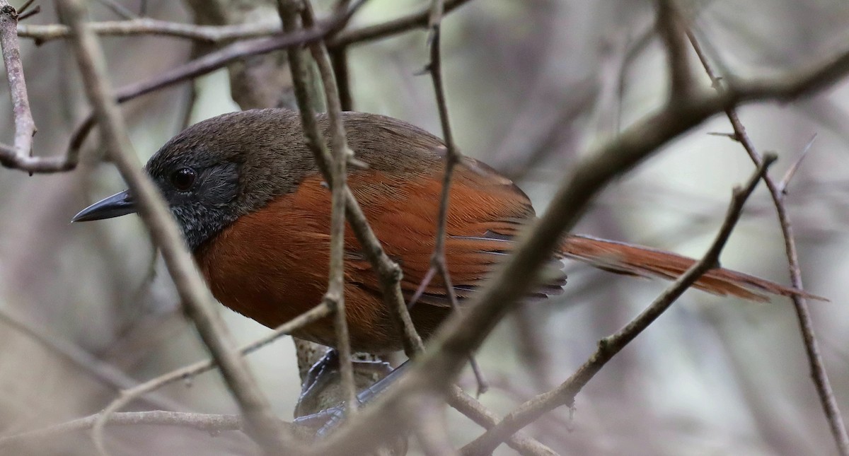 Rufous-breasted Spinetail - ML405098531