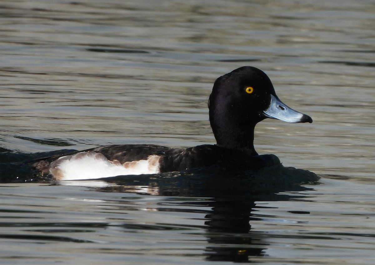 Tufted Duck - ML405107871