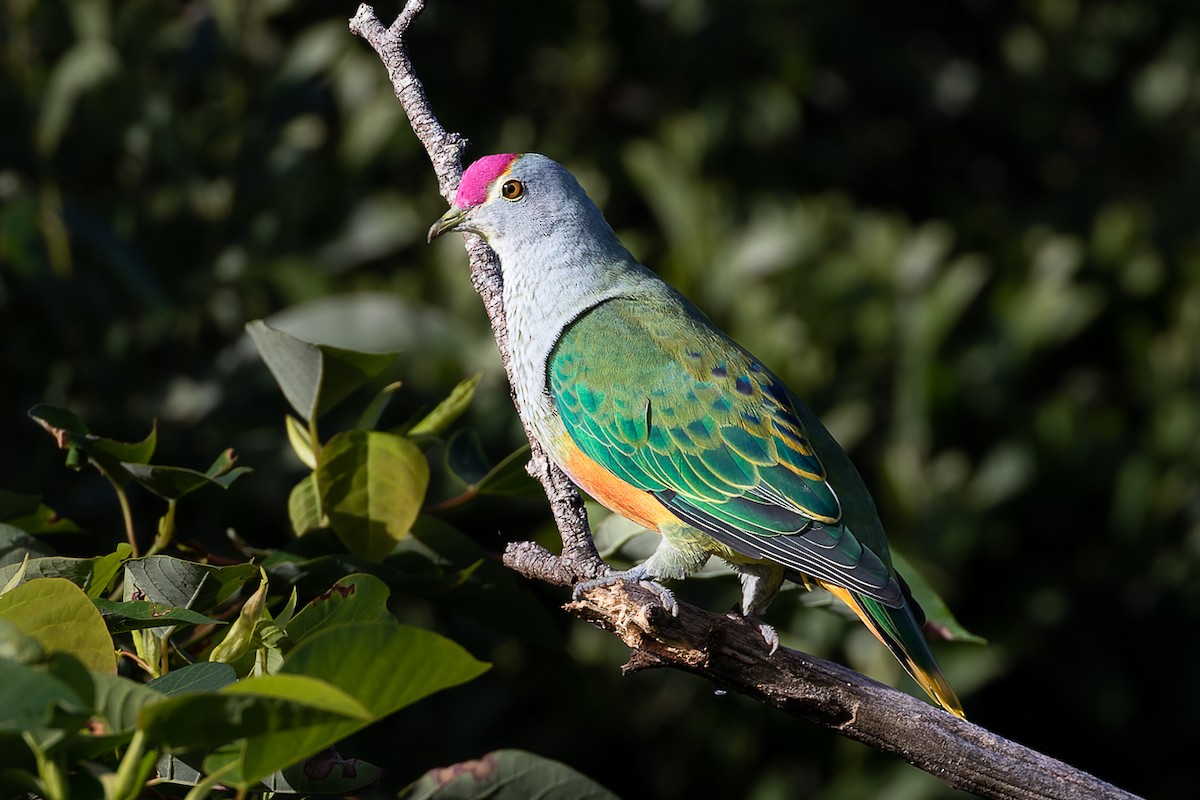 Rose-crowned Fruit-Dove - ML405108411