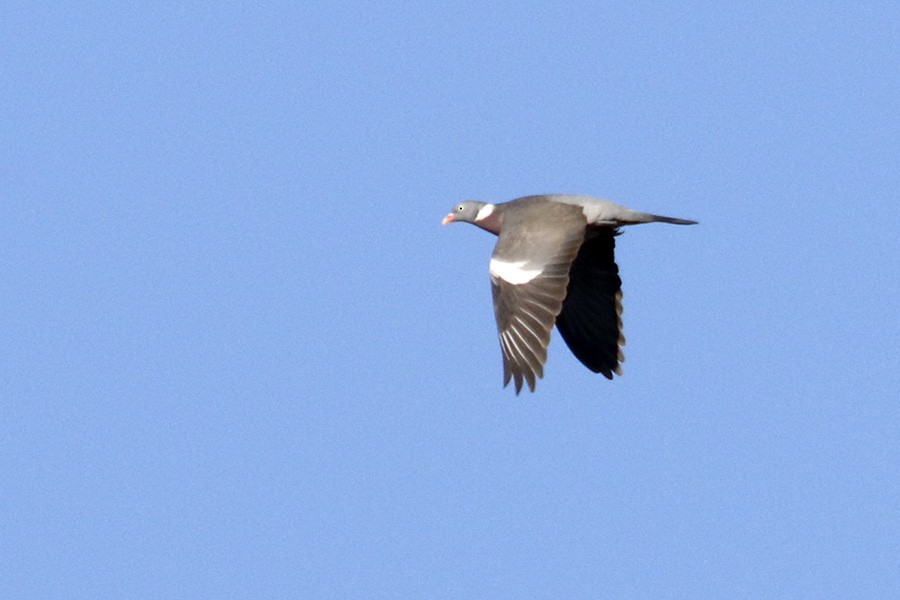 Common Wood-Pigeon - ML405116321