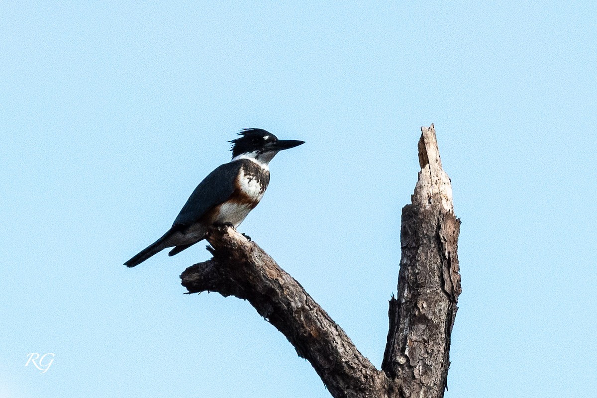 Belted Kingfisher - ML405117211