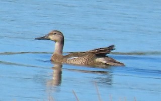 Blue-winged Teal, ML405118741