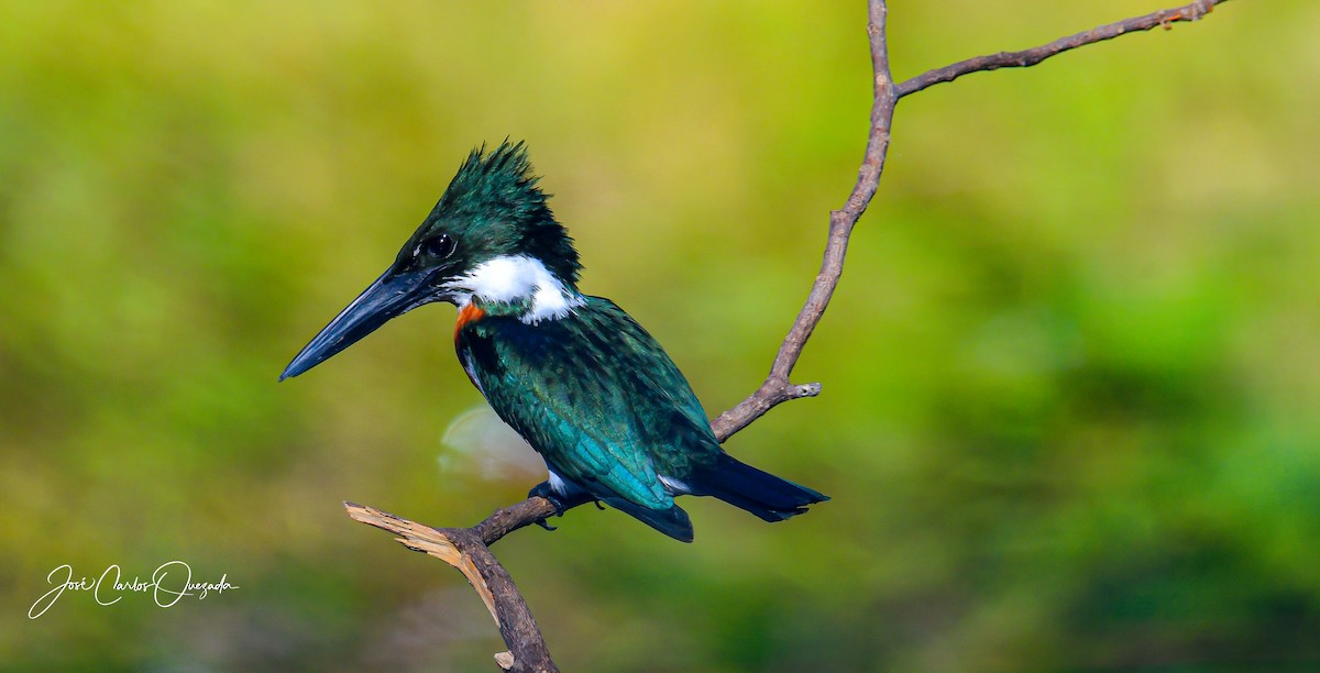 Amazon Kingfisher - Carlos Quezada