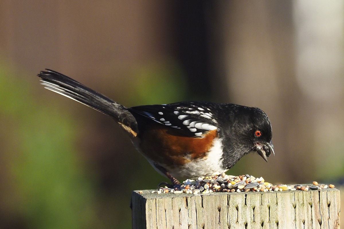 Spotted Towhee - ML405121891