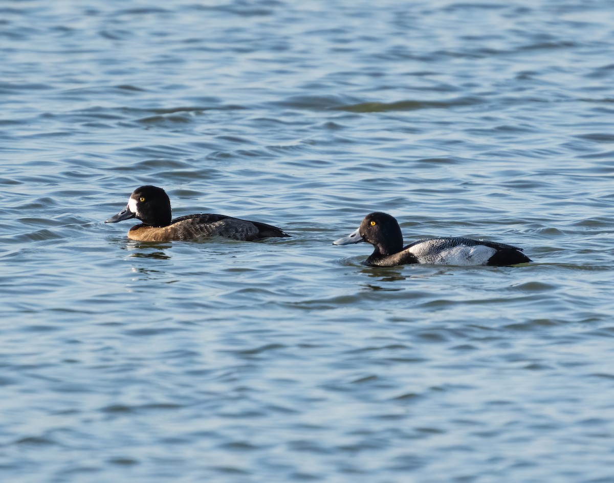 Greater Scaup - ML405129651
