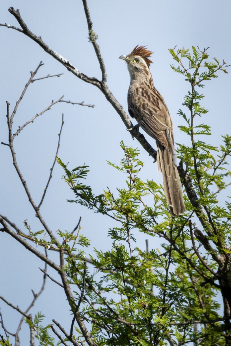 Striped Cuckoo - ADRIAN GRILLI