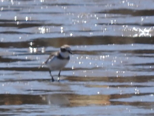 Semipalmated Plover - ML405131831