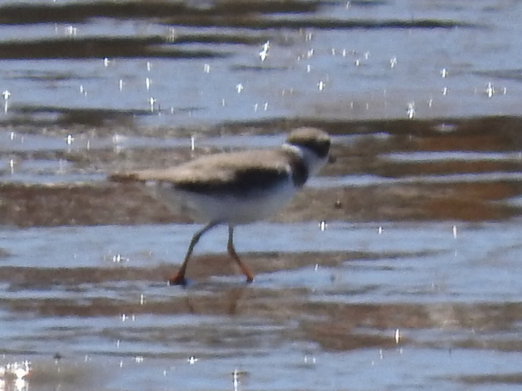 Semipalmated Plover - ML405131841